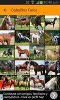 Images of fine horses 截圖 1