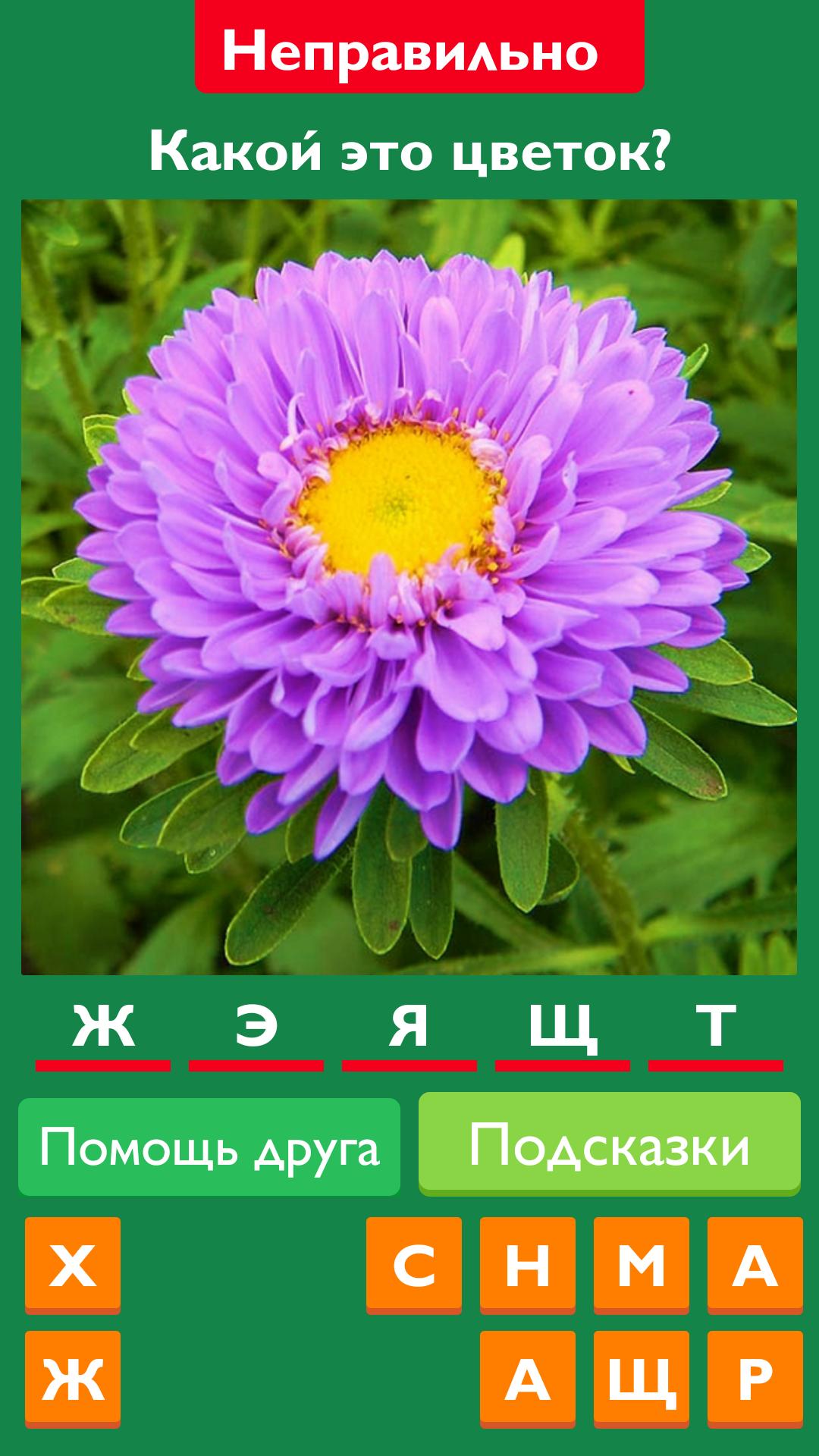 Угадай цветок по картинке. Угадай цветок. Игра Угадай цветок. Угадай растение по картинке.