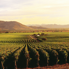 Vineyards Live Wallpaper-icoon