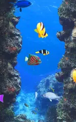 Aquarium und Fische APK Herunterladen