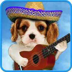 Funny cats. Funny dogs. APK download