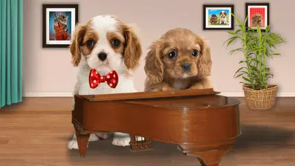 Funny cats. Funny dogs. APK download