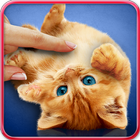 Purring cats, live wallpaper icon