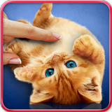 Hırıltı kedi, duvar kağıdı. simgesi