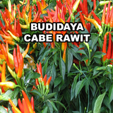 Budidaya Cabe Rawit icône