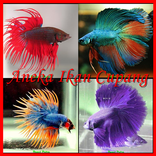 Assorted Fish Hickey