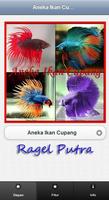 Aneka Ikan Cupang 截圖 2