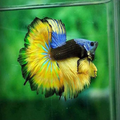 Unique Betta Fish