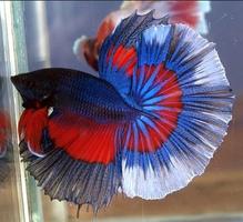 Unique Betta Fish syot layar 1