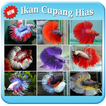 Ikan Cupang Hias "Keren"