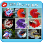 Ikan Cupang Hias "Keren" simgesi