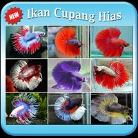 Ikan Cupang Hias "Keren" ảnh chụp màn hình 1