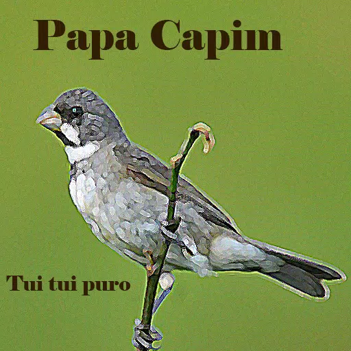 Canto De Papa Capim Viviti para Android - Download