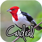 Cantos de Cardeal HQ 2017 أيقونة