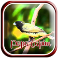 Canto de Papa Capim Tui tui