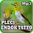 Masteran Pleci Endok Tatto Mp3-APK