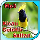 Kicau Gelatik Sultan Masteran-APK
