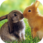 Cute Rabits 3D Locker Theme biểu tượng