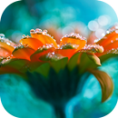 3D Moist Flower Theme Locker APK