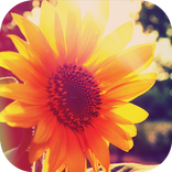 Shining Flower 3D Locker Theme