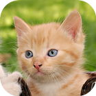 Sweet Cat 3D Locker Theme icône