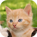 APK Sweet Cat 3D Locker Theme