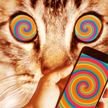 Cat hypnose Illusion simulator