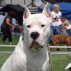 Dogo Argentino Best Dogs Jigsaw Puzzles آئیکن