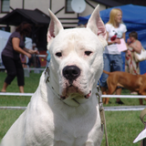 Dogo Argentino أفضل الكلاب بانوراما الألغاز أيقونة