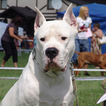 Dogo Argentino أفضل الكلاب بانوراما الألغاز