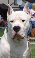 Dogo Argentino Best Dogs Jigsaw Puzzles capture d'écran 2