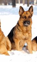 German Shepherd Dogs New Jigsaw Puzzles capture d'écran 1