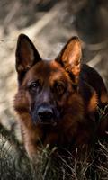 German Shepherd Dogs New Jigsaw Puzzles capture d'écran 2