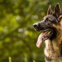 German Shepherd Dogs New Jigsaw Puzzles capture d'écran 3