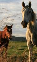 Horses Animals Jigsaw Puzzles capture d'écran 1