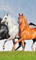Horses Animals Puzzles Jigsaw poster