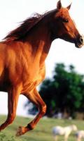 Caballos Animales Rompecabezas captura de pantalla 2