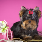 Yorkshire Terrier Dogs Images Jigsaw Puzzles simgesi