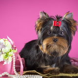 Yorkshire Terrier Dogs Images Jigsaw Puzzles-icoon