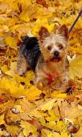 Yorkshire Terrier Dogs Images Jigsaw Puzzles পোস্টার