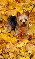 Yorkshire Terrier Dogs Images Jigsaw Puzzles 포스터