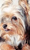 यॉर्कशायर टेरियर कुत्तों के चित्र आरा पहेलियाँ स्क्रीनशॉट 1