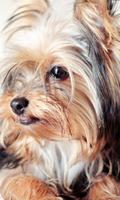 Yorkshire Terrier Dogs Images Jigsaw Puzzles capture d'écran 1