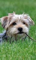 Yorkshire Terrier Dogs Images Jigsaw Puzzles capture d'écran 2