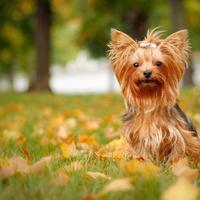 Yorkshire Terrier Dogs Images Jigsaw Puzzles স্ক্রিনশট 3