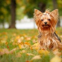 Yorkshire Terrier Dogs Images Jigsaw Puzzles capture d'écran 3