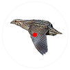 صيد الفري  quail hunt APK