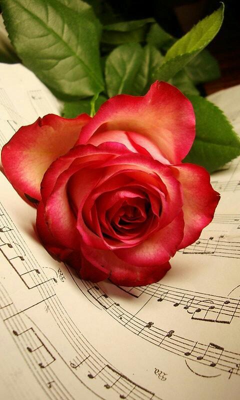 Imagenes De Flores Hermosas| Para Expresar Tu Amor APK untuk Unduhan Android Imagenes De Flores Hermosas| Para Expresar Tu Amor APK untuk Unduhan Android