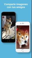 Imagenes de Shiba Inu capture d'écran 3