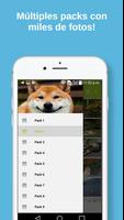 Imagenes de Shiba Inu capture d'écran 1